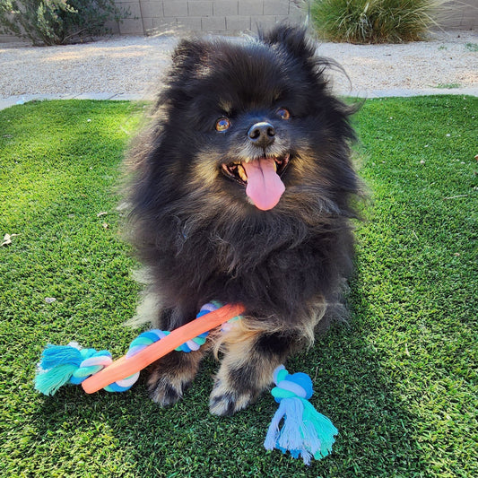 Rubber Dog Chew Toy